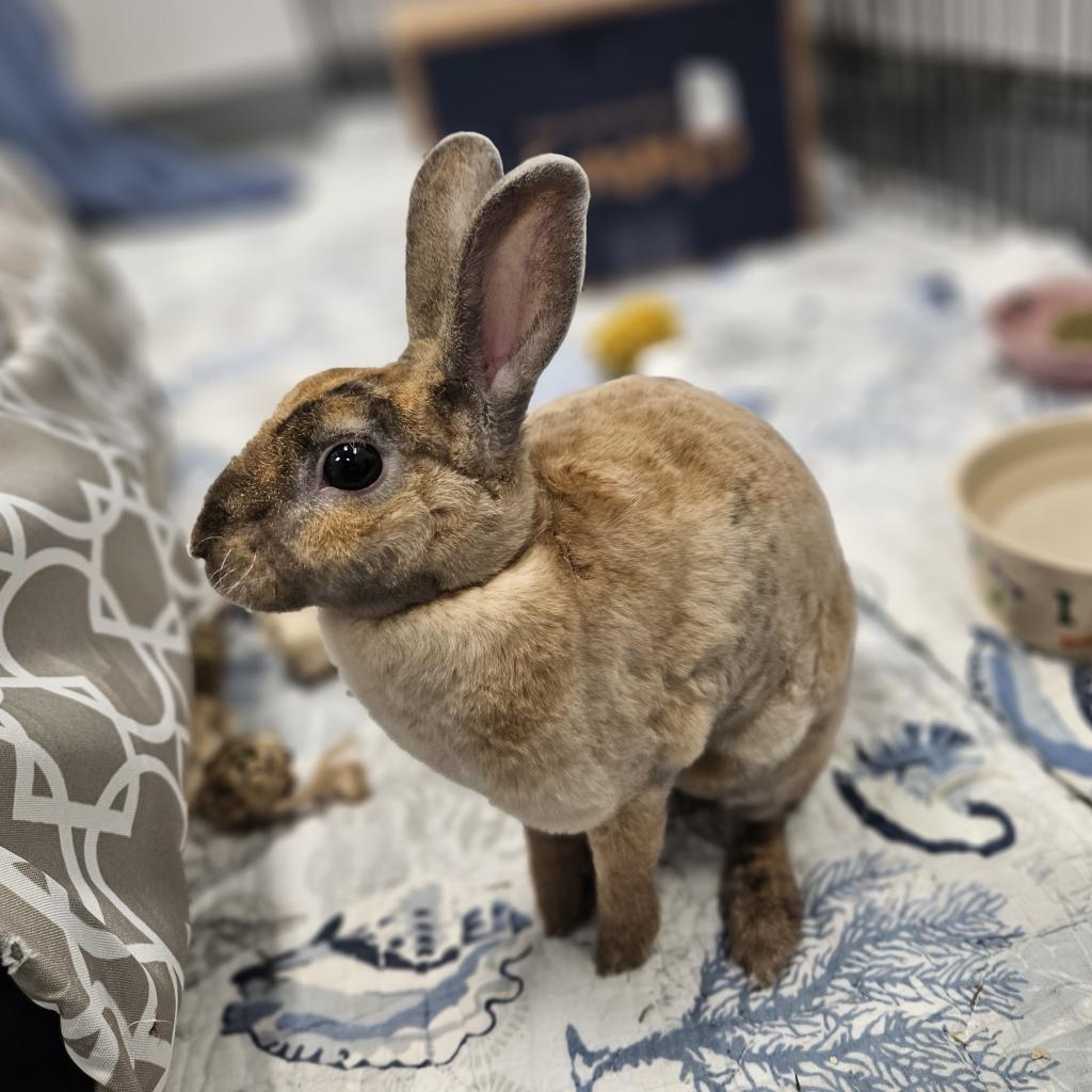 Photo of a shelter rabbit named Fir