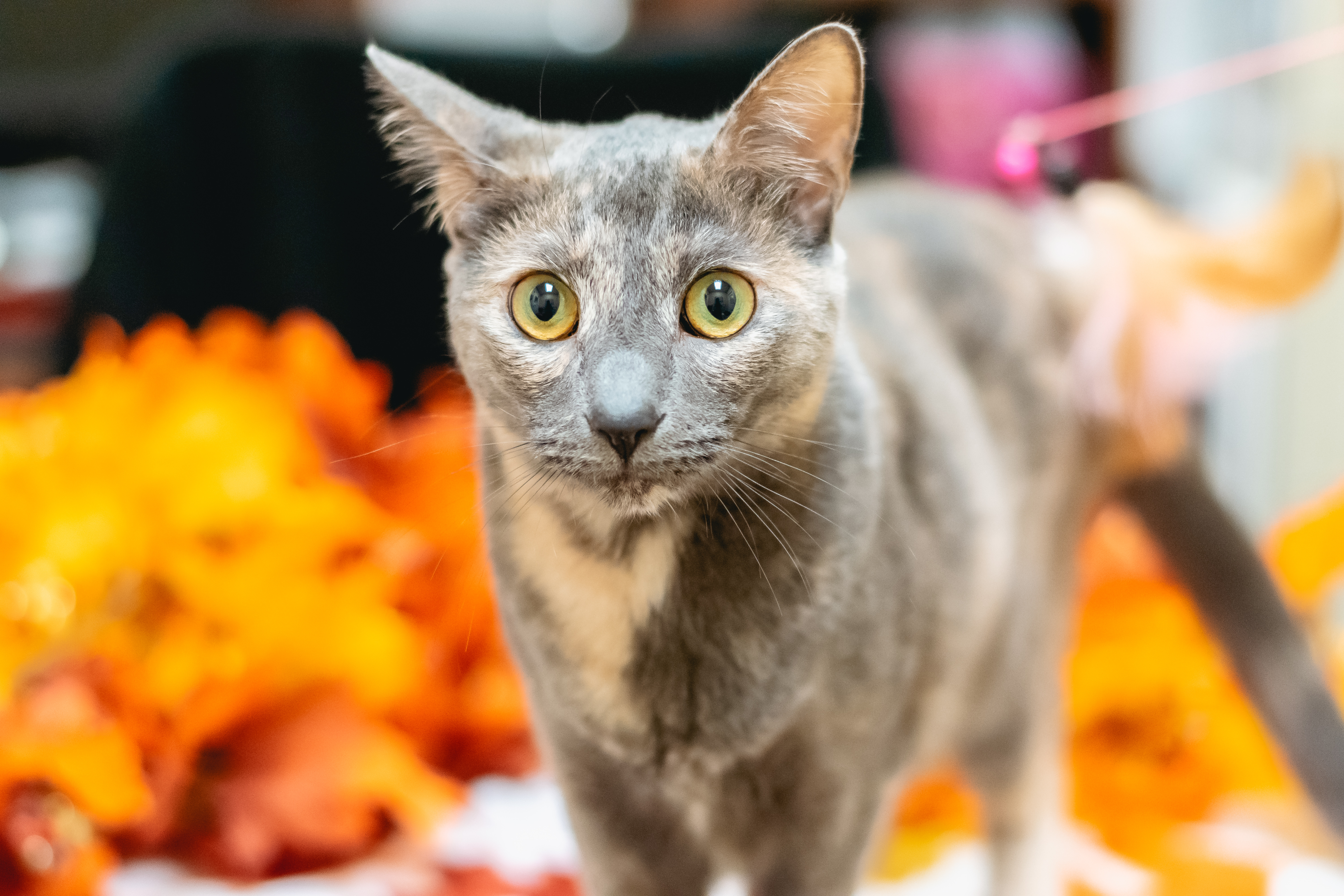 Zima | Cat | Humane Society Naples
